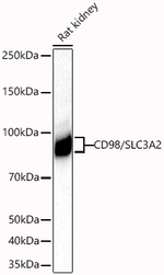 CD98 Antibody in Western Blot (WB)