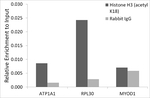 H3K18ac Antibody in ChIP Assay (ChIP)