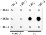 H3K18ac Antibody in Dot Blot (DB)