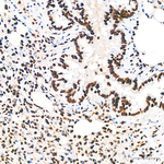 H3K18ac Antibody in Immunohistochemistry (Paraffin) (IHC (P))