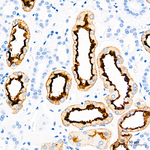 Villin Antibody in Immunohistochemistry (Paraffin) (IHC (P))