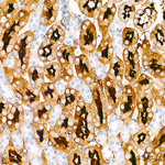 Villin Recombinant Mouse Monoclonal Antibody (7H4F1)