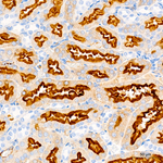 Villin Antibody in Immunohistochemistry (Paraffin) (IHC (P))