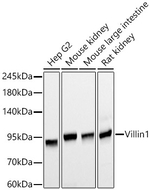 Villin Antibody in Western Blot (WB)