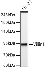 Villin Antibody in Western Blot (WB)