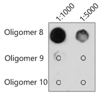 N6-Methyladenosine (m6A) Antibody in Dot Blot (DB)