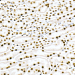 FAM50A Recombinant Rabbit Monoclonal Antibody (10I8K1)
