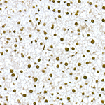 FAM50A Antibody in Immunohistochemistry (Paraffin) (IHC (P))