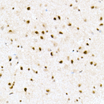 FAM50A Antibody in Immunohistochemistry (Paraffin) (IHC (P))