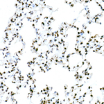 FAM50A Antibody in Immunohistochemistry (Paraffin) (IHC (P))