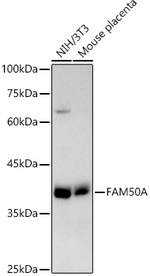 FAM50A Antibody in Western Blot (WB)
