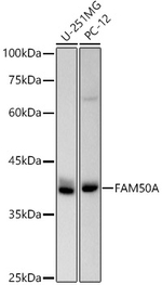 FAM50A Antibody in Western Blot (WB)