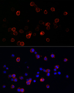 CD141 Recombinant Rabbit Monoclonal Antibody (6D8E9)