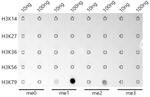 H3K79me1 Antibody in Dot Blot (DB)