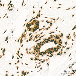 H3K79me1 Antibody in Immunohistochemistry (Paraffin) (IHC (P))