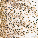 H3K79me1 Antibody in Immunohistochemistry (Paraffin) (IHC (P))