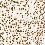 H3K79me1 Antibody in Immunohistochemistry (Paraffin) (IHC (P))