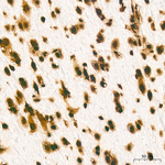 H3K79me1 Antibody in Immunohistochemistry (Paraffin) (IHC (P))