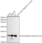H3K79me1 Antibody in Western Blot (WB)
