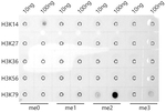 H3K79me2 Antibody in Dot Blot (DB)