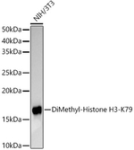 H3K79me2 Recombinant Rabbit Monoclonal Antibody (1Y6E1)