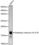 H3K79me2 Antibody in Western Blot (WB)