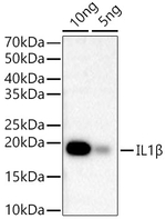 IL-1 beta Antibody in Western Blot (WB)