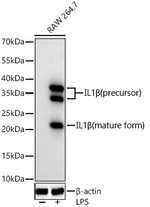 IL-1 beta Antibody in Western Blot (WB)