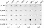 H3K36me2 Antibody in Dot Blot (DB)