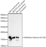 H3K36me2 Antibody in Western Blot (WB)