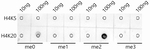 H4K20me2 Antibody in Dot Blot (DB)
