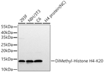 H4K20me2 Antibody in Western Blot (WB)