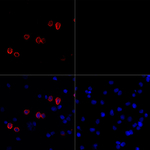 SARS-CoV-2 Spike Protein S1 Antibody in Immunocytochemistry (ICC/IF)