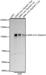 SARS-CoV-2 Spike Protein S1 Antibody in Western Blot (WB)
