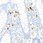 CD68 Antibody in Immunohistochemistry (Paraffin) (IHC (P))