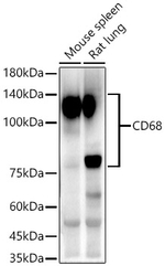 CD68 Antibody in Western Blot (WB)
