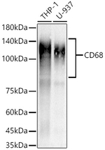 CD68 Antibody in Western Blot (WB)