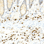 CD3 Antibody in Immunohistochemistry (Paraffin) (IHC (P))