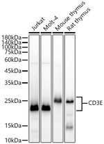 CD3 Antibody in Western Blot (WB)