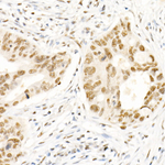 SRSF1 Recombinant Rabbit Monoclonal Antibody (4N1L2)