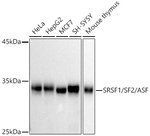 SRSF1 Antibody in Western Blot (WB)