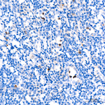 CD63 Antibody in Immunohistochemistry (Paraffin) (IHC (P))