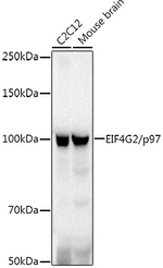 DAP5 Antibody in Western Blot (WB)