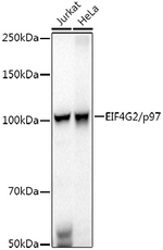 DAP5 Antibody in Western Blot (WB)