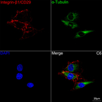 CD29 Antibody in Immunocytochemistry (ICC/IF)