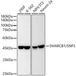 SMARCB1 Antibody in Western Blot (WB)