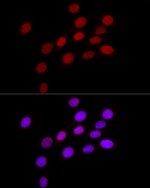 H3R8me2s Antibody in Immunocytochemistry (ICC/IF)
