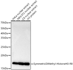 H3R8me2s Antibody in Western Blot (WB)