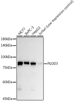 PLOD3 Antibody in Western Blot (WB)
