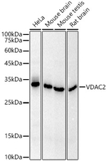 VDAC2 Antibody in Western Blot (WB)